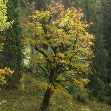 Ahorn Reitweg