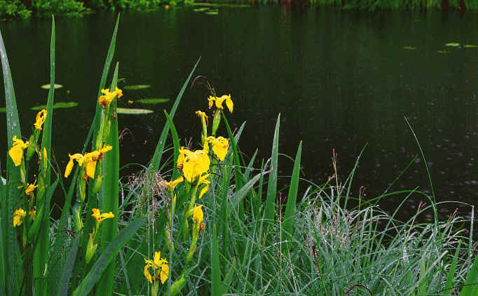 Faulensee Rieden