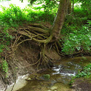 Gaudenzio Weiher