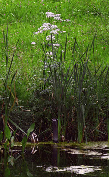 Gaudenzio Weiher