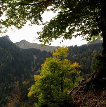 Gehren Alm - Reuttener Bergbahn