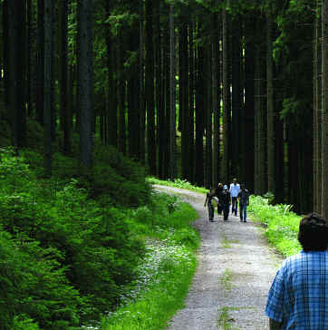 Riedener Wald - Hopfer Burg