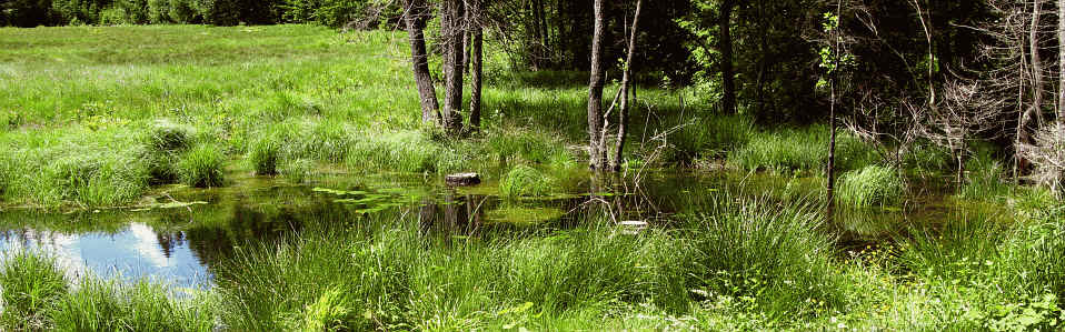 Riedener Wald - Hopfer Burg