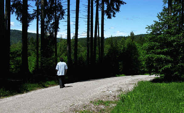 Riedener Wald - Hopfer Burg