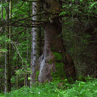 Milchhaeusle Pfronten