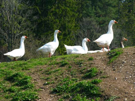 Fischausrundweg