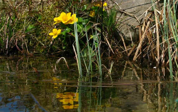 Fischausrundweg