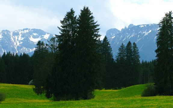 Kögelweiher Schwaltenweiher