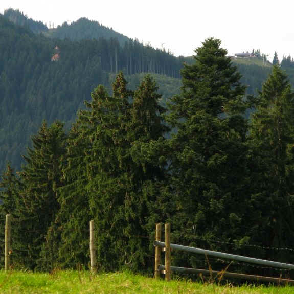 Kögelweiher Schwaltenweiher