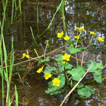 Rundweg Öschlesee