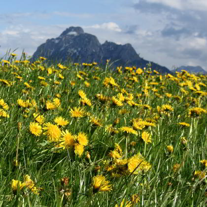 Wildstandrunde Hopferwald