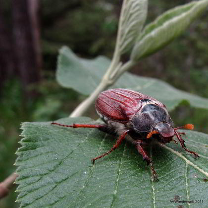 Maikäfer