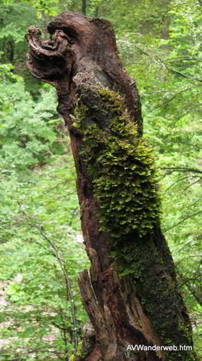Hoelltobel Gerstruben