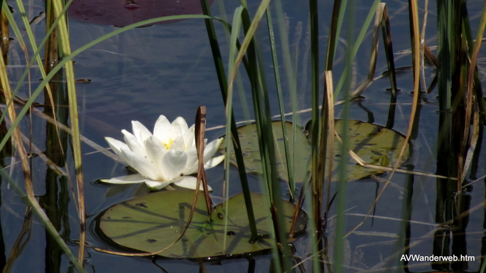 Frauensee bei Reutte