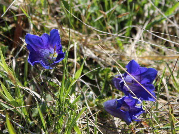 Burgruinen Frey und Eisenberg