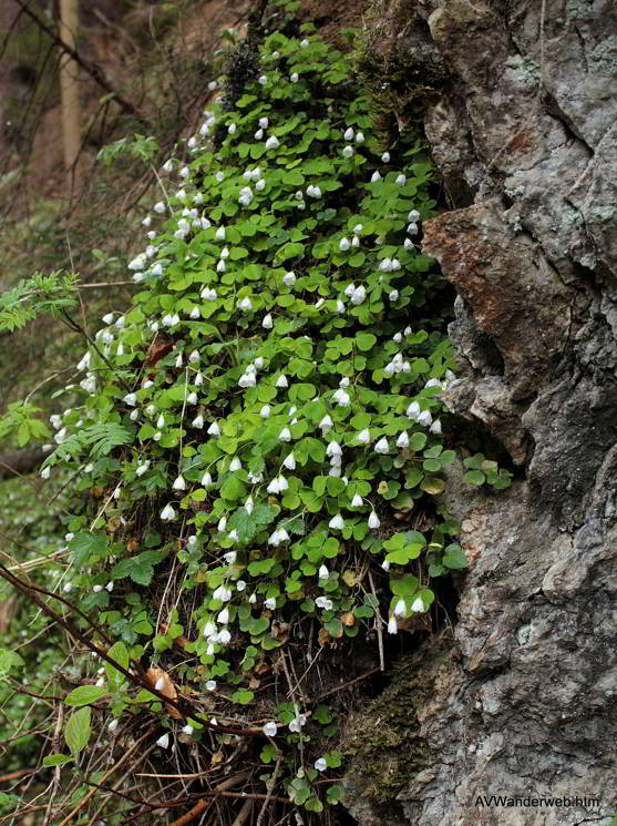 Hoelltobel Wasserfall