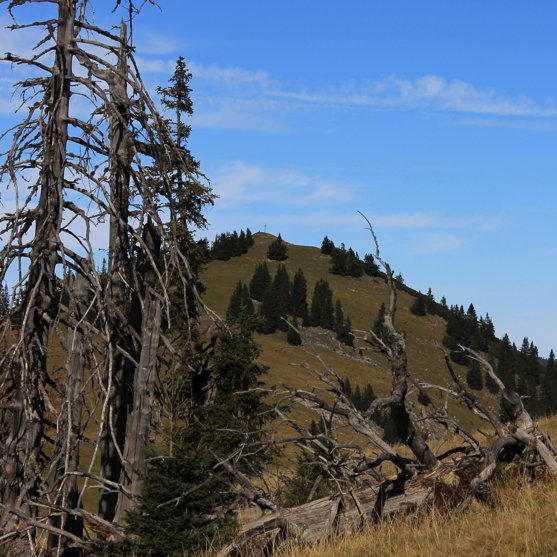 Zugspitzblick Schoenkahler