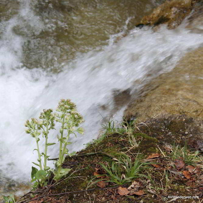 Wasserfall Nesselwang BR