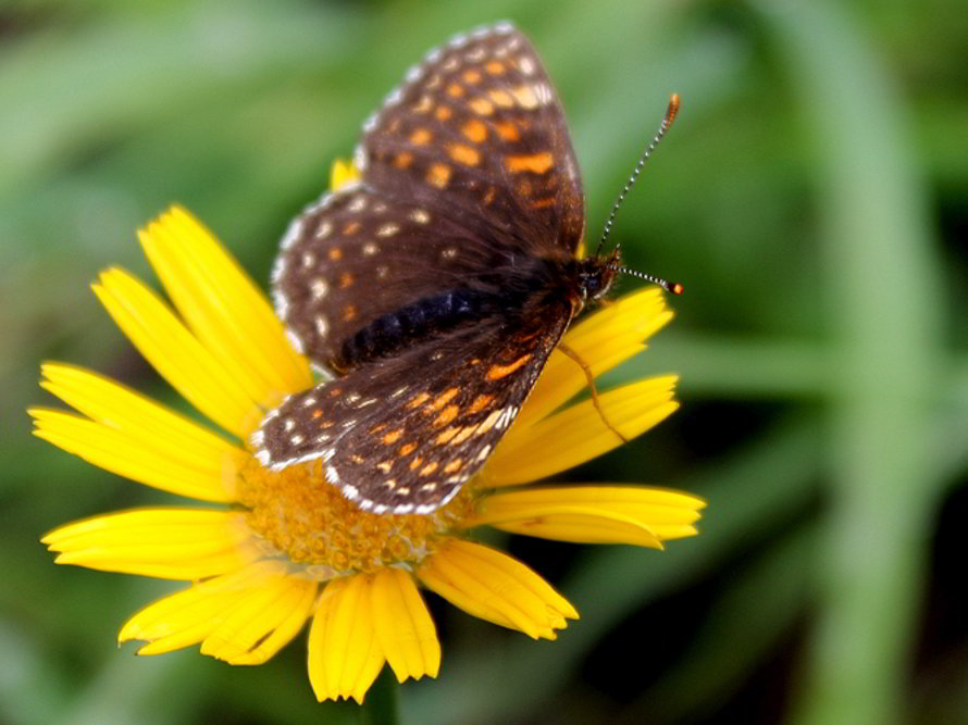 Schmetterling