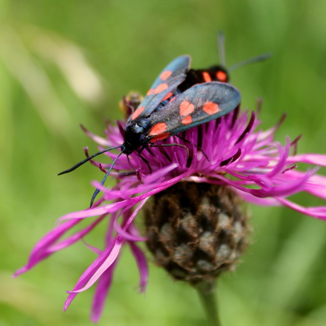 Schmetterling