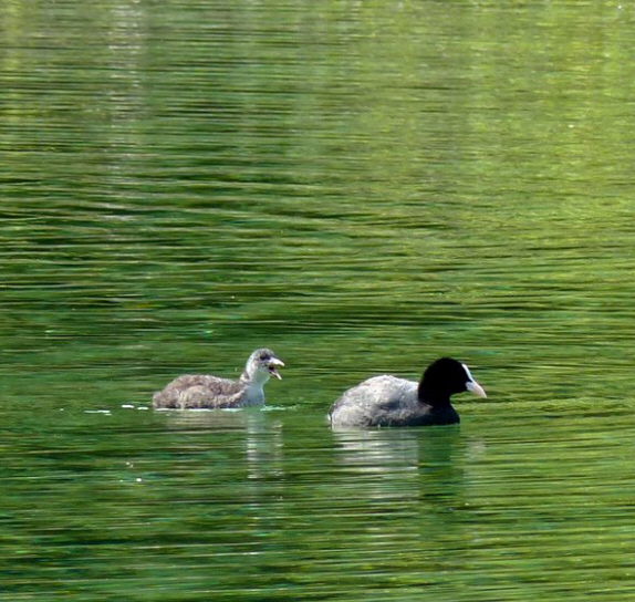 Riedener See Lechtal