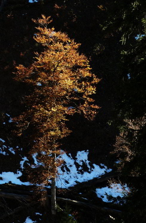 Buche Herbst