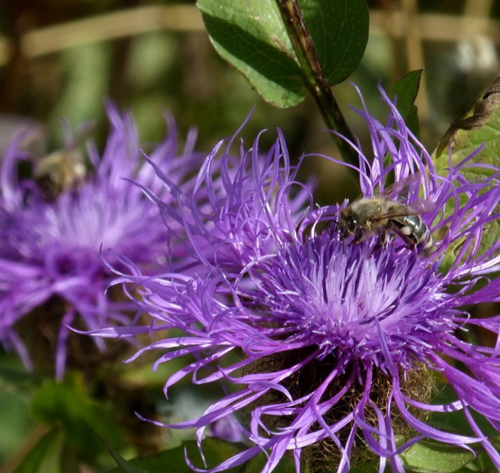 Perückenflockenblume lila (normal)