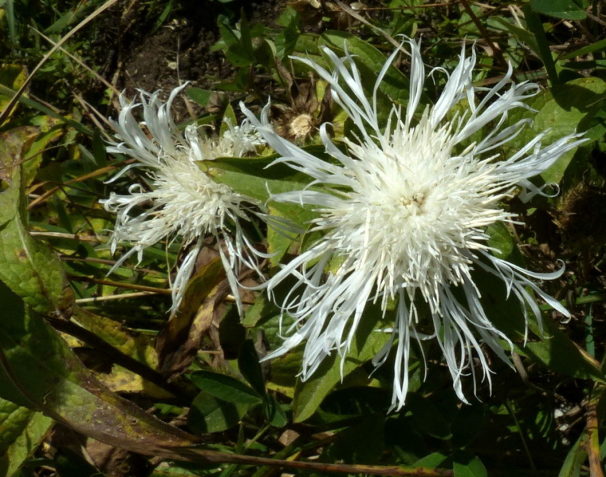 Perückenflockenblume in weiß