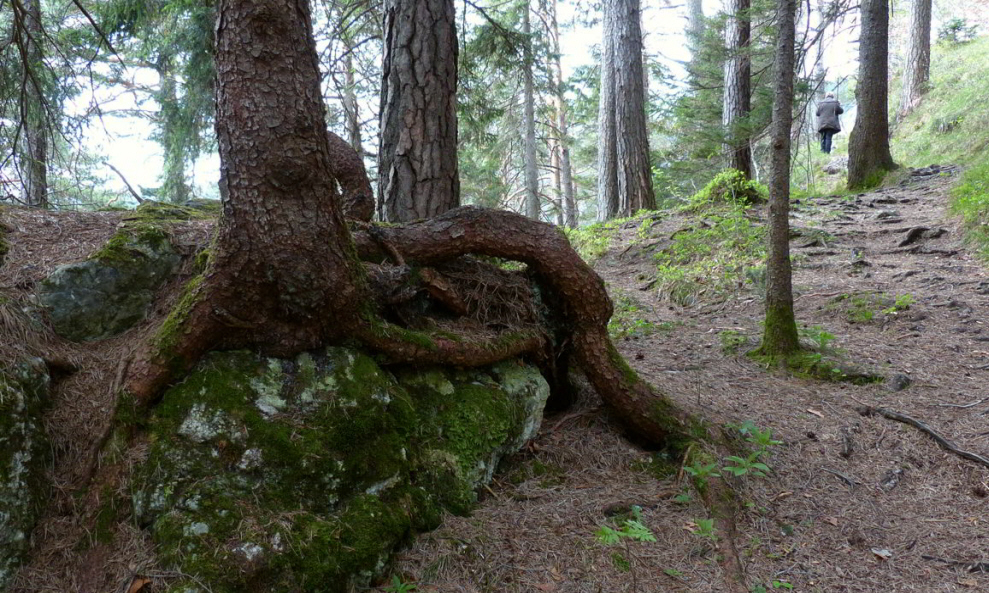 Kienbergweg