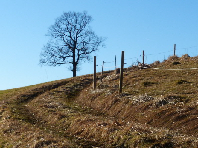 Schoene Buche Hopfen