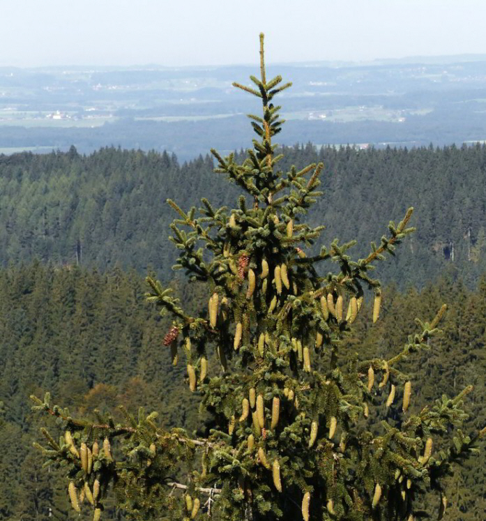 Schwarzer Grat Aussichtsturm Alpe Wenger-Egg