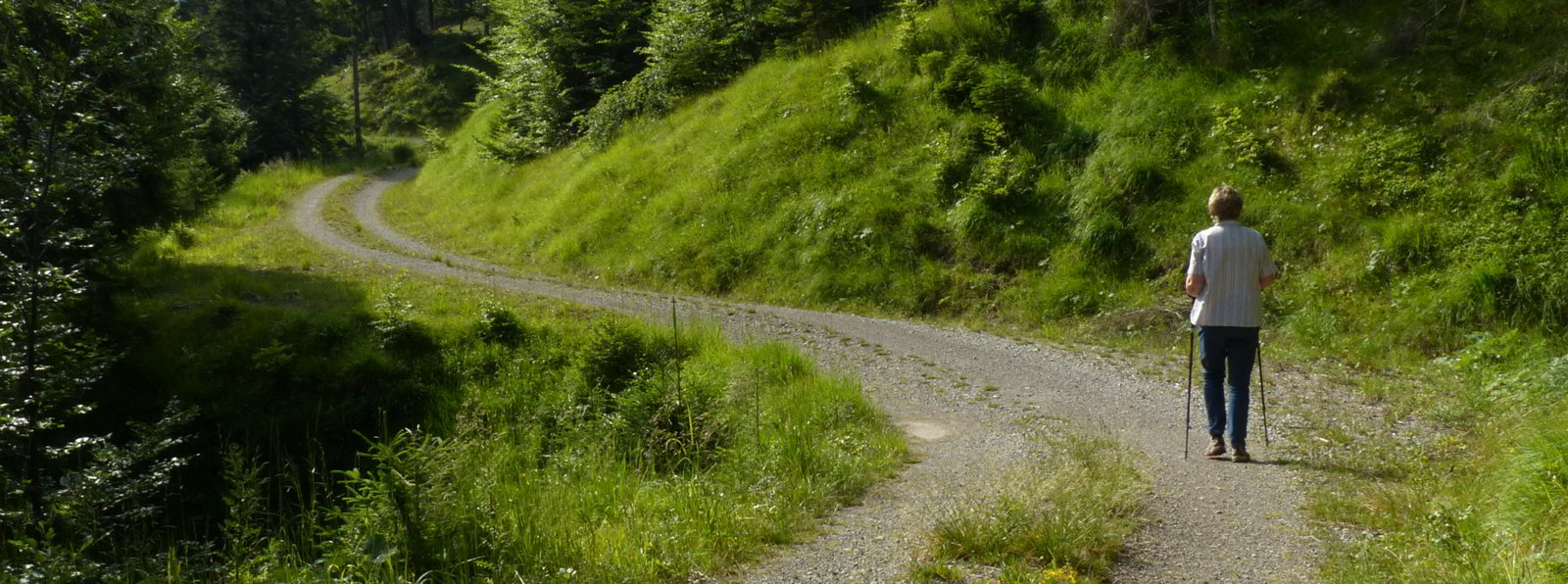 Tauern Forstweg Nord