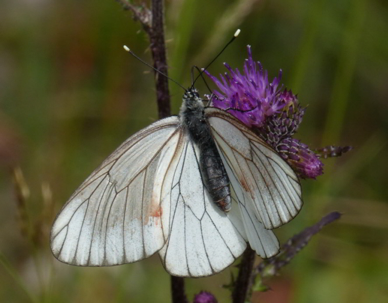 Schmetterling