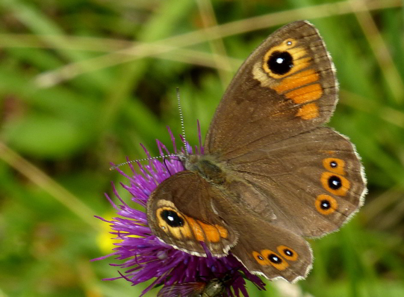 Schmetterling