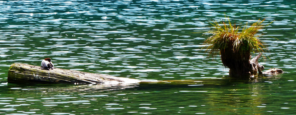 Alpsee Schwangau