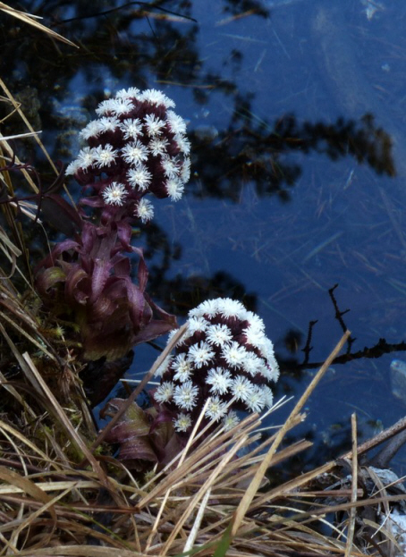 Fernsteinsee