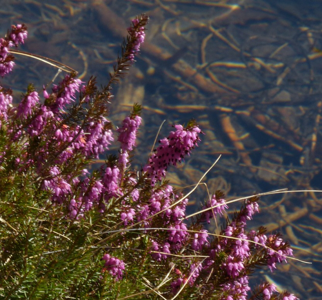 Fernsteinsee