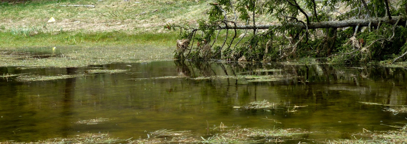 rund um den Hüttenmühlsee