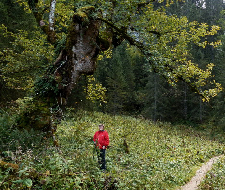 Bergahorn Kenzenhütte Wasserfall