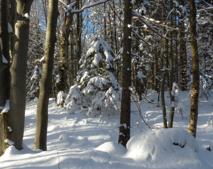 Schneebedekter Weihnachtsbaum