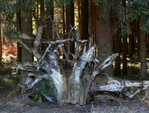 Flachwurzler