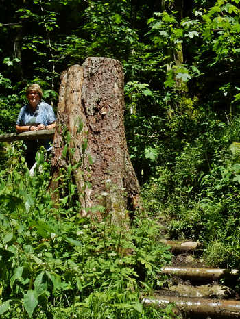 Falltobel Wasserfall Niedersonthofen