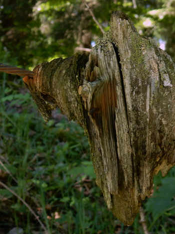 Falltobel Wasserfall Niedersonthofen