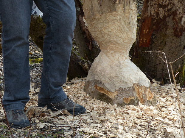 Naturschutzgebiet Litzauer Schleife