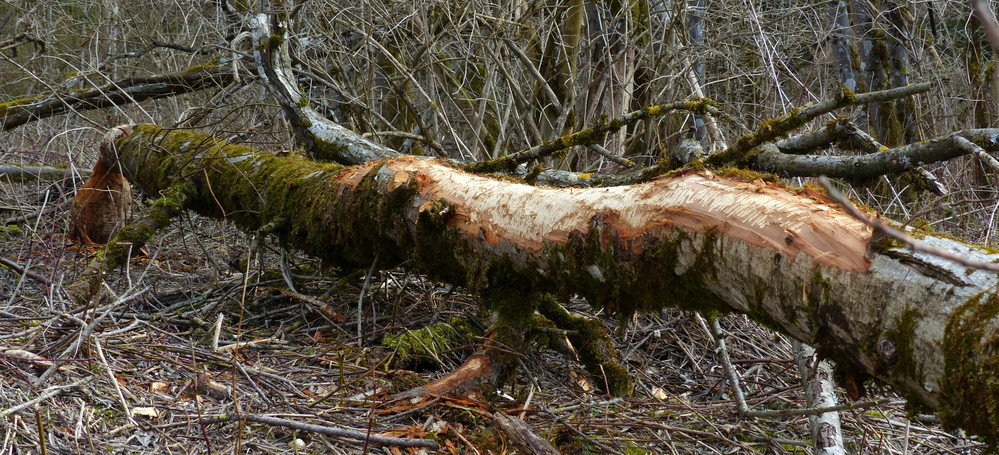 Naturschutzgebiet Litzauer Schleife