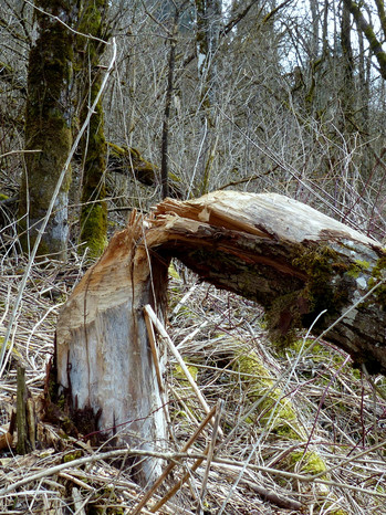 Naturschutzgebiet Litzauer Schleife