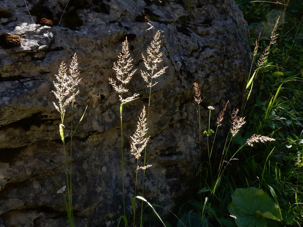 Gräser Naturlehrpfad Mitteregg