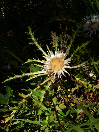 Silberdistel Naturlehrpfad Mitteregg