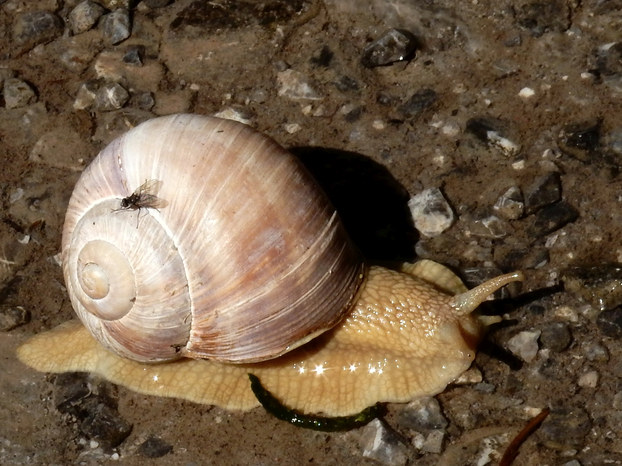 Weinbergschnecke Naturlehrpfad Mitteregg