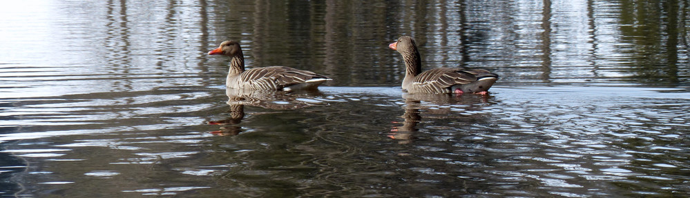 Schwaltenweiher Enten